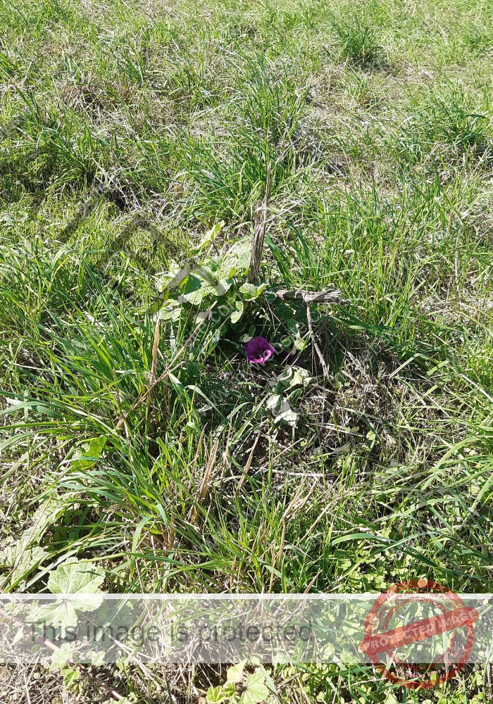 LB Blumen 165