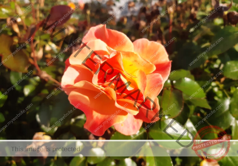 LB Blumen 166