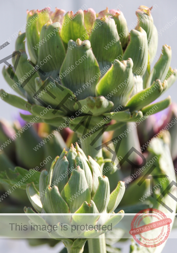 dud, M-K Blumen 020