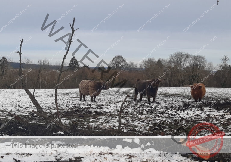 LB Galloways 126