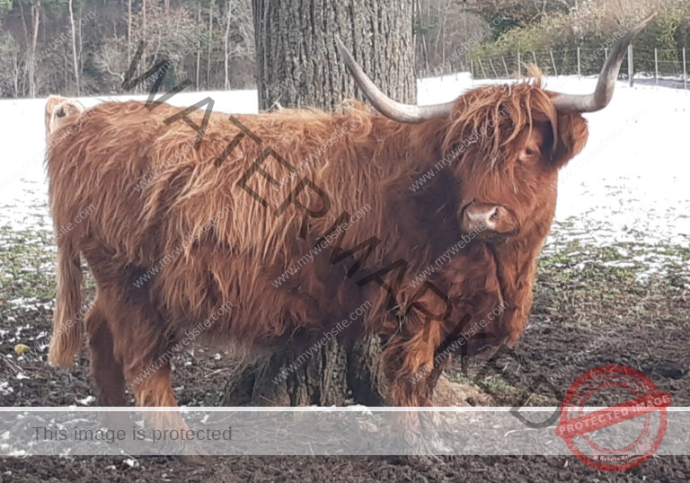 LB Galloways 129