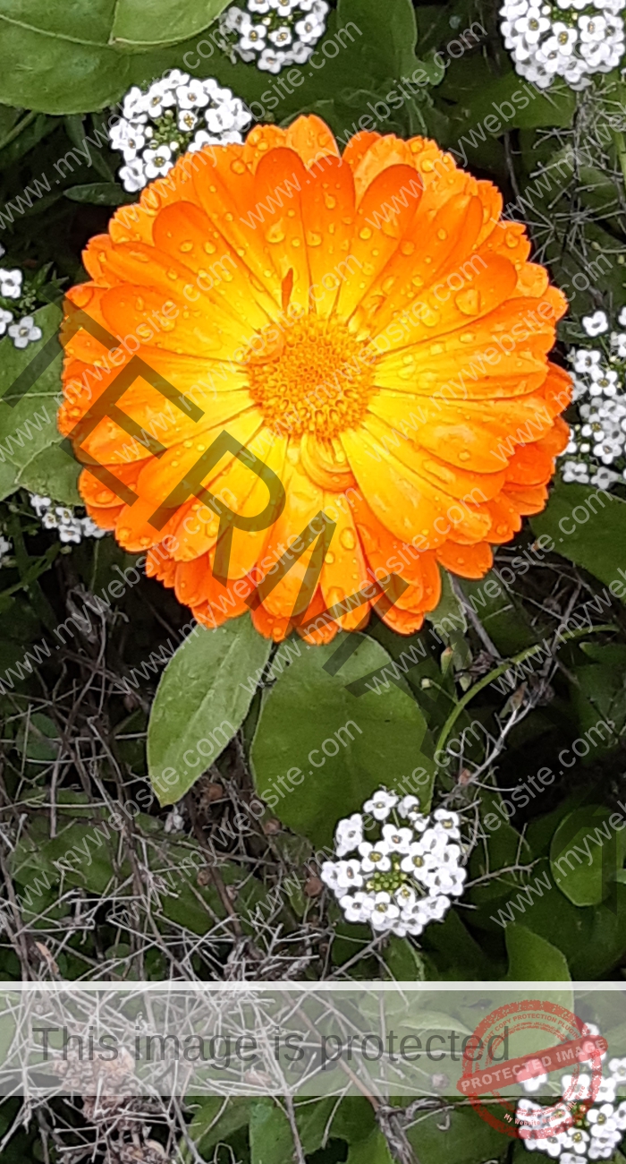 LB Regentropfen Ringelblume1