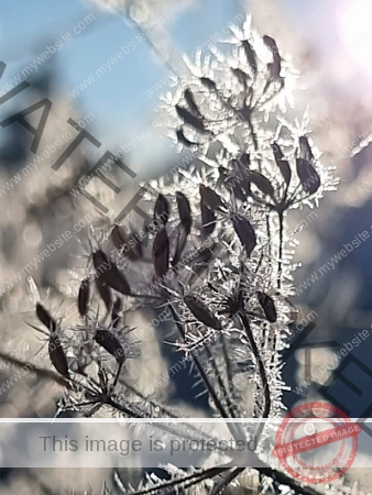 Makro - Vereistes im Garten_01