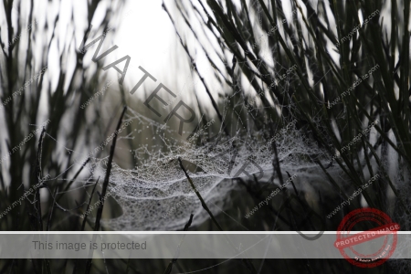 Kurzrulaub Windgfällsee LB Spinnweben 03