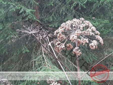 Kurzurlaub Windgfällsee LB Blätter_04