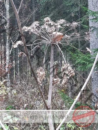 Kurzurlaub Windgfällsee LB Blätter_06