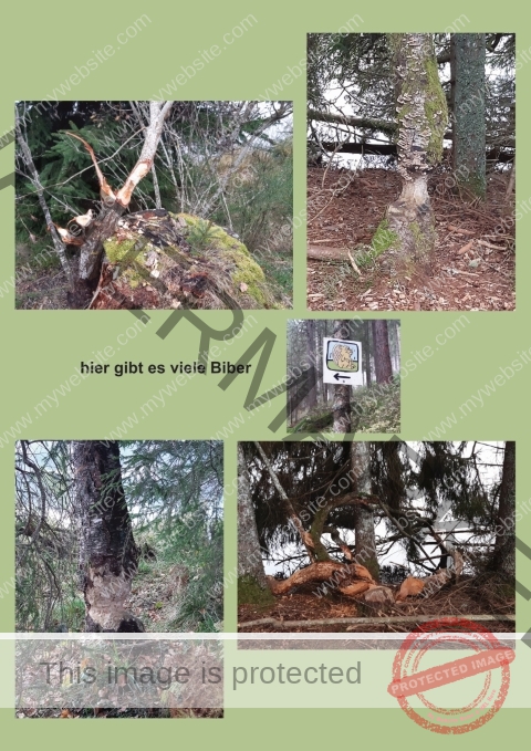 Kurzurlaub Windgfällweiher _Fotoalbum 04