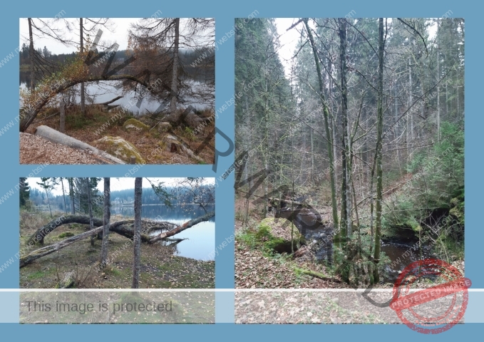 Kurzurlaub Windgfällweiher _Fotoalbum 07