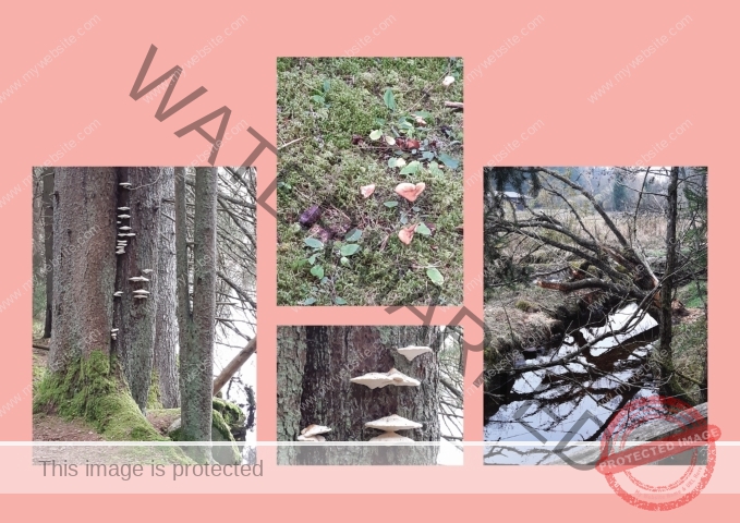 Kurzurlaub Windgfällweiher _Fotoalbum 09