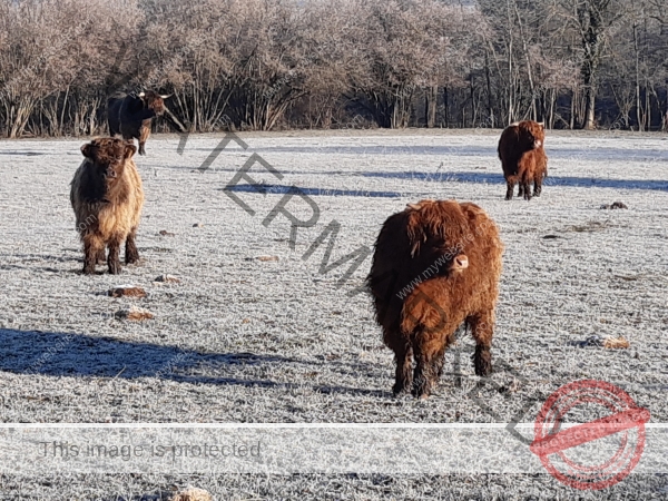 LB Galloways 131