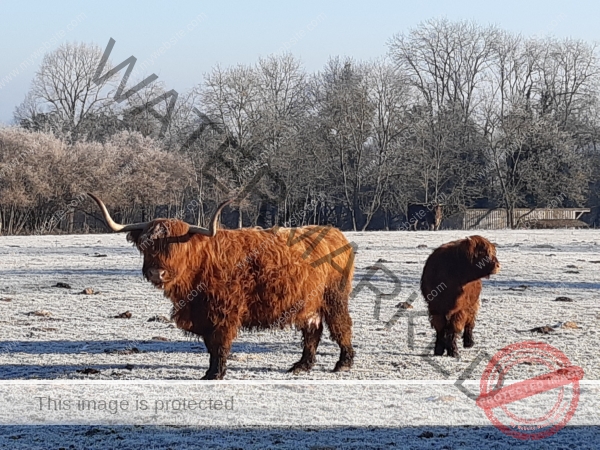 LB Galloways 133