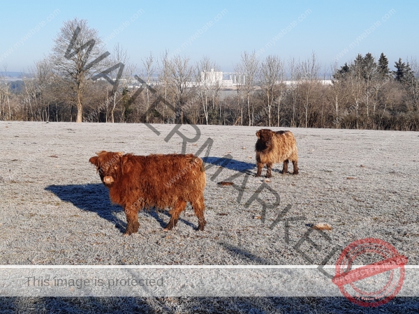 LB Galloways 134