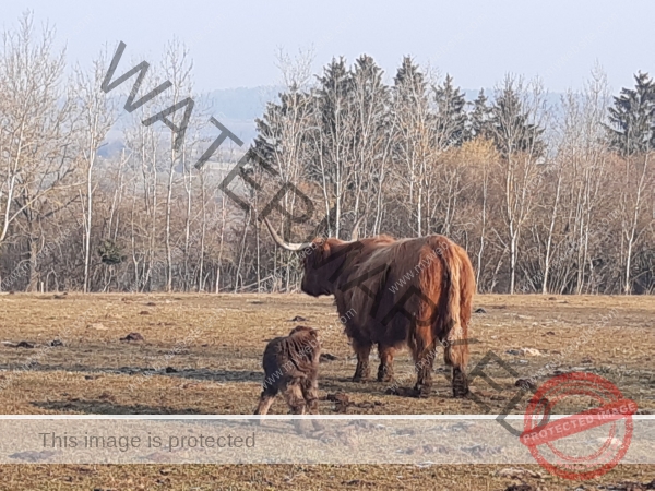 LB Galloways 137