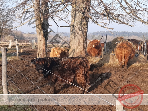 LB Galloways 138