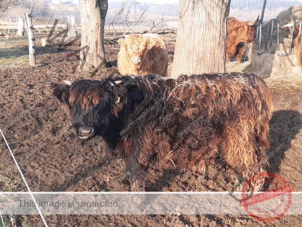 LB Galloways 139