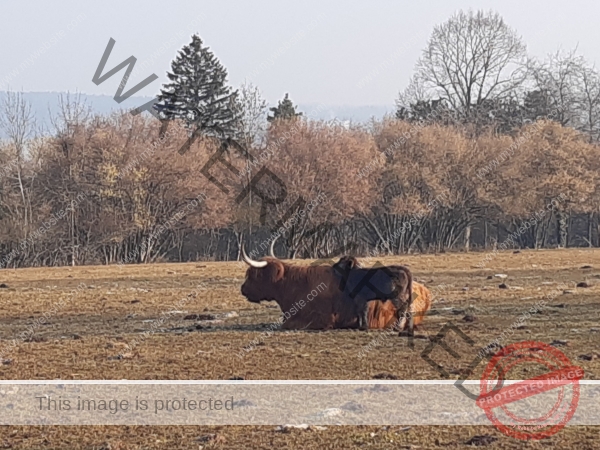 LB Galloways 142