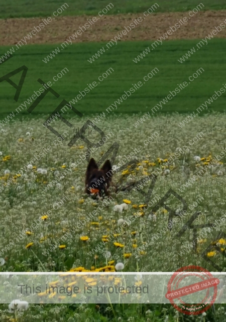 Eyka versteckt 026