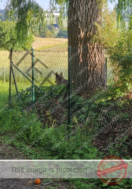 Eyka versteckt 018
