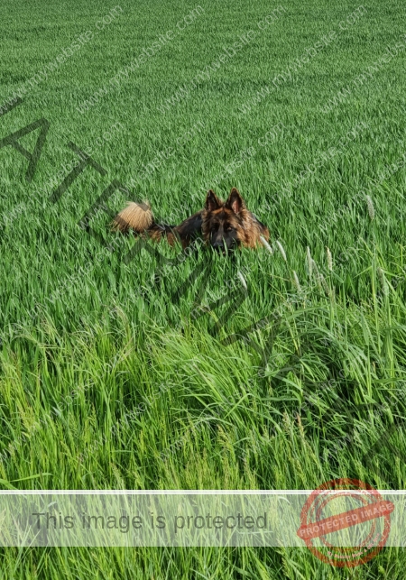 Eyka versteckt 004