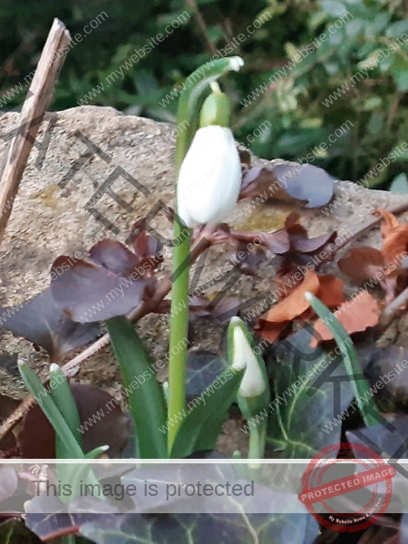 dud, M-K Blumen 023