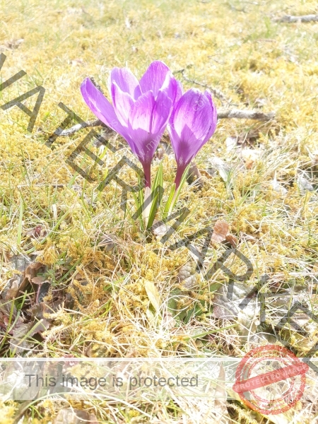 dud, M-K Blumen 024