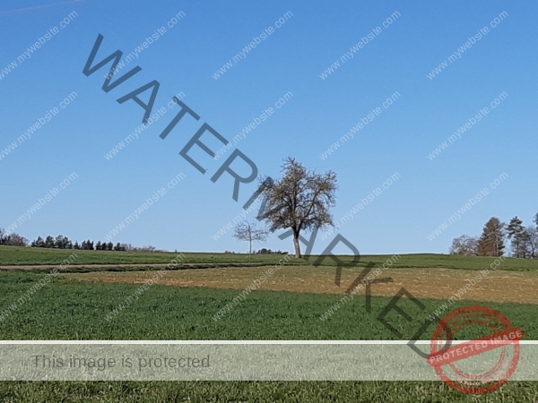 dud, M-K Pflanzen 045