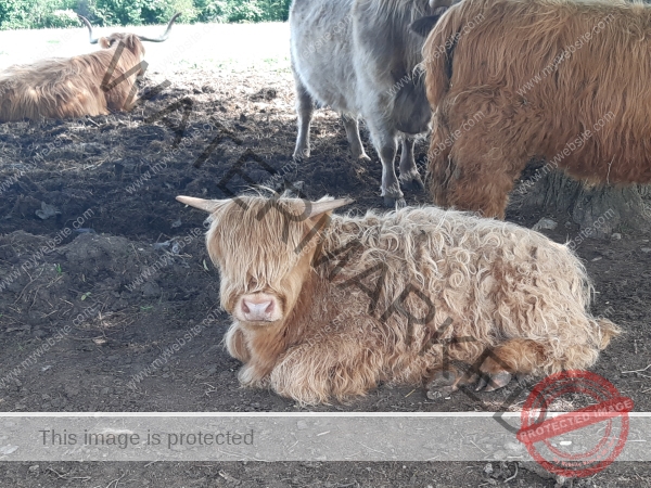 LB Galloways 144