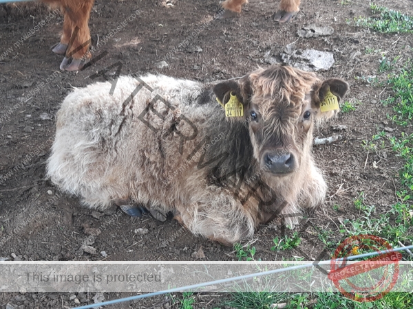 LB Galloways 148