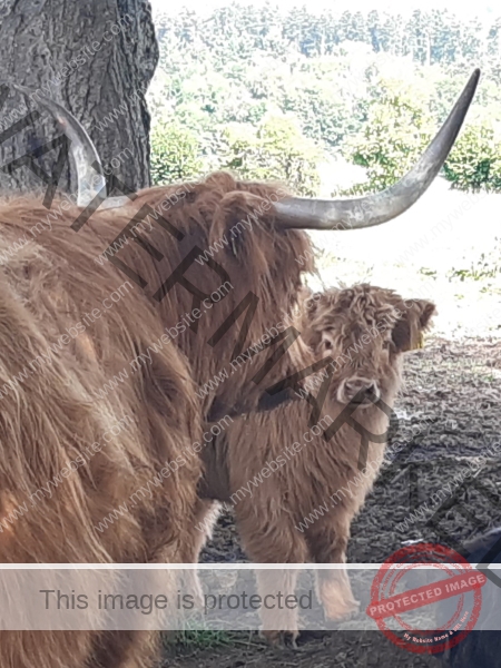 LB Galloways 150