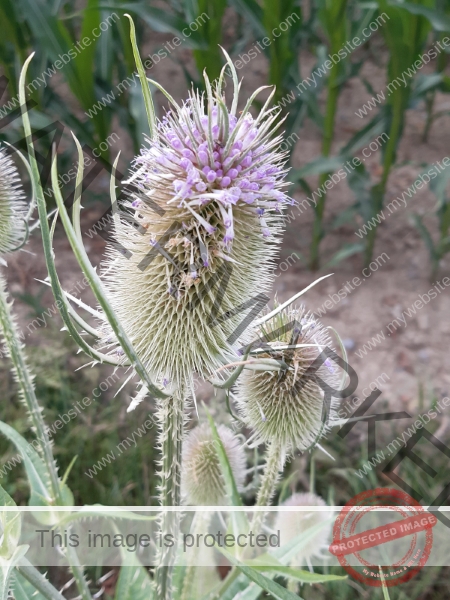 Feld Distel 01