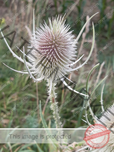 Feld Distel 02