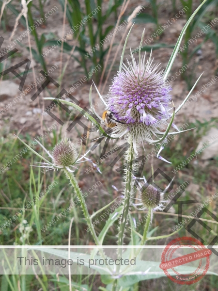 Feld Distel 03