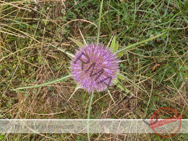Feld Distel 05