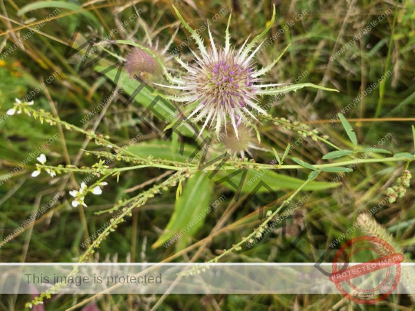 Feld Distel 10