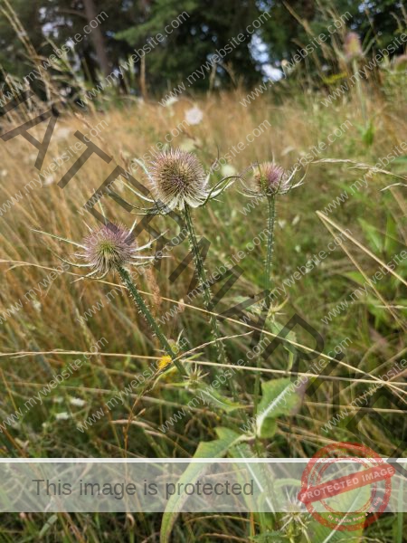 Feld Distel 11