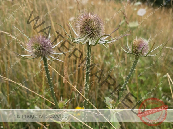 Feld Distel 12
