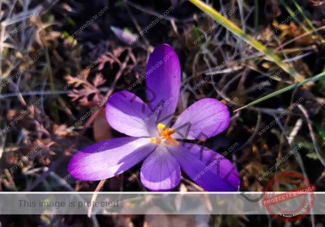 LB Blumen 169
