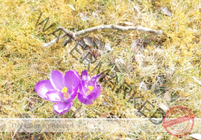 LB Blumen 170
