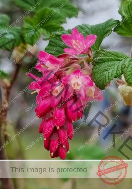 LB Blumen 171