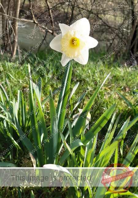 LB Blumen 172