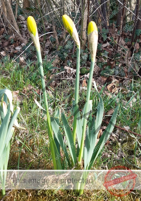 LB Blumen 173