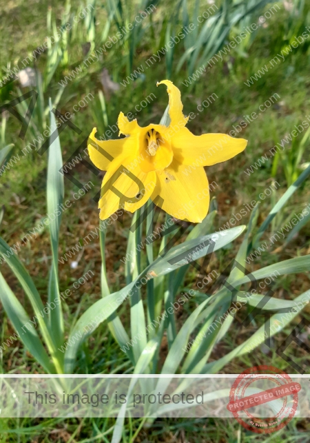 LB Blumen 174