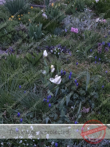 LB Blumen 178