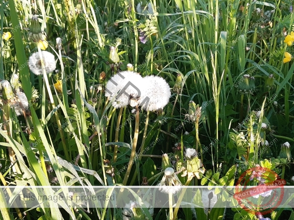LB Blumen 179