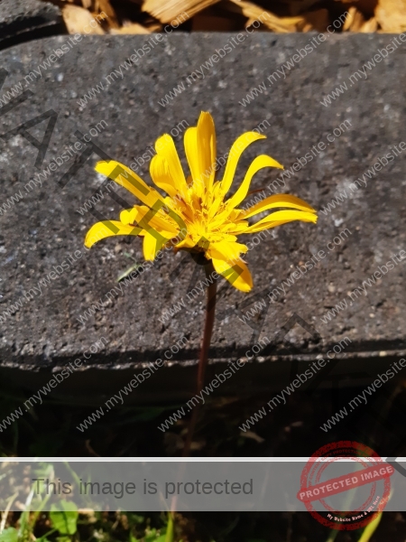 LB Blumen 180