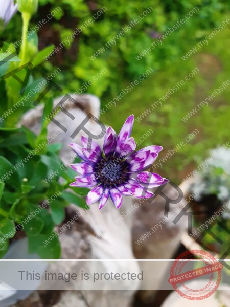 LB Blumen 181