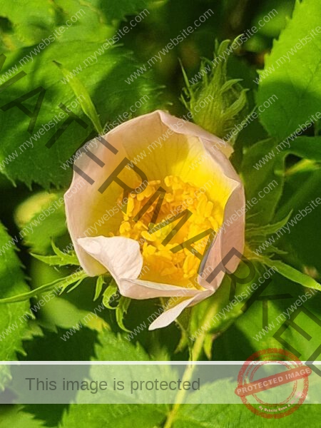 LB Blumen 182
