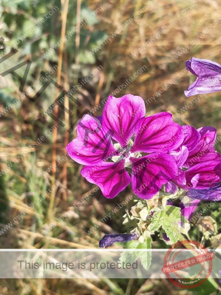 LB Blumen 184