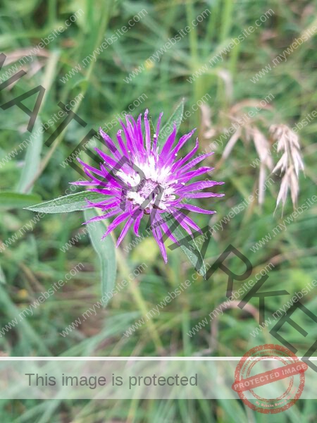 LB Blumen 185
