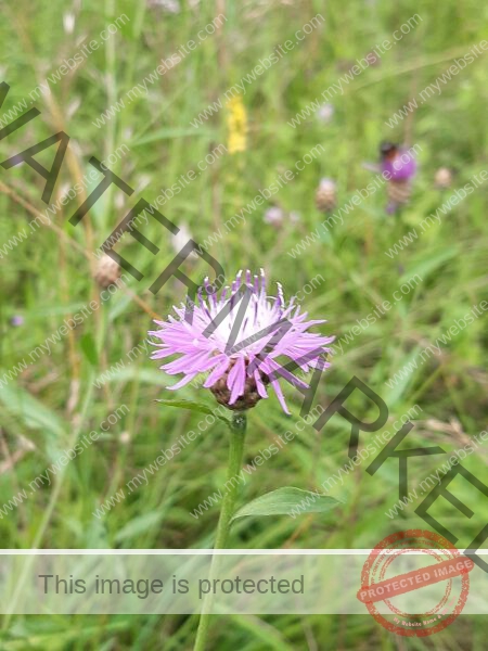 LB Blumen 186